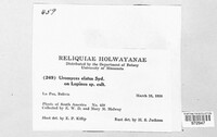 Maravalia elata image